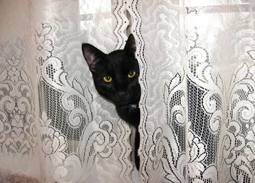 Peek a Boo Cat peering out from behind lace curtain