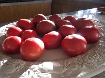 Tomatoes grown in our backyard with afternoon sunshine illuminating them on the kitchen counter.