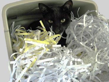 Photograph of black cat in paper sredder waste bin by Mina Koury Martin, titled "Identity Thief at W
