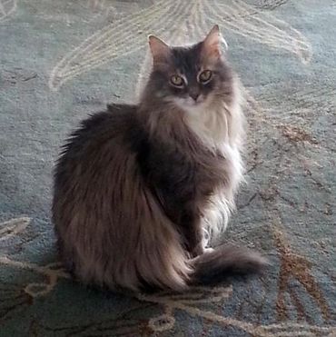 Beautiful Cat by Mina Koury Martin