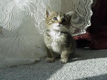 Tiny striped kitten with sparkle in eye, face highlighted by sun's rays shining down through lace cu