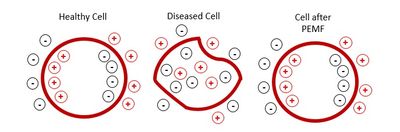 Yorkshire Vet Physio, Vet Physio Yorkshire, Synergy Vet Physio Yorkshire, Animal Physio Yorkshire,