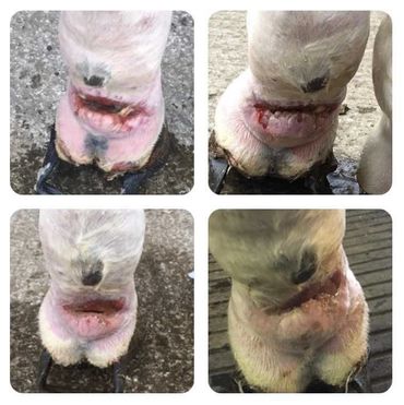 Vet Physio Yorkshire, Yorkshire Vet Physio, Equine Physio Yorkshire, Equine Rehab Yorkshire, Horse