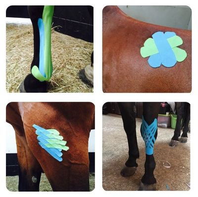 Vet Physio Yorkshire, Yorkshire Vet Physio, Equine Physio Yorkshire, Equine Rehab Yorkshire,