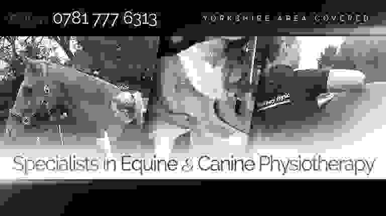 Veterinary Physio Yorkshire
Yorkshire vet physio
Animal Physio Yorkshire
Equine Physio Yorkshire