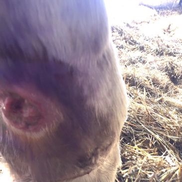 Vet Physio Yorkshire, Yorkshire Vet Physio, Equine Physio Yorkshire, Equine Rehab Yorkshire, Horse