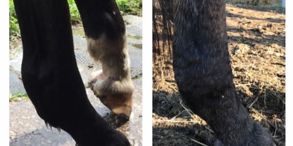 Yorkshire Vet Physio, Synergy Vet Physio Yorkshire, Equine Physio, Equine Rehabilitation, Horse