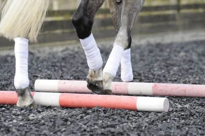 Vet Physio Yorkshire, Yorkshire Vet Physio, Equine Physio Yorkshire, Equine Synergy Vet Physio