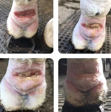 Vet Physio Yorkshire, Yorkshire Vet Physio, EquinePhysioYorkshire,EquineRehabYorkshire, Equine Wound