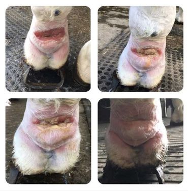 Vet Physio Yorkshire, Yorkshire Vet Physio, EquinePhysioYorkshire,EquineRehabYorkshire, Equine Wound