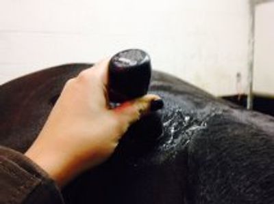 Vet Physio Yorkshire, Yorkshire Vet Physio, Equine Physio Yorkshire, Animal Physio Yorkshire, Horse