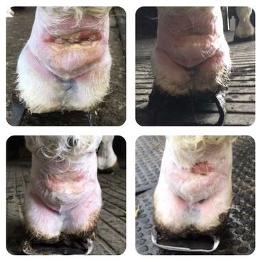 Vet Physio Yorkshire, Yorkshire Vet Physio, EquinePhysioYorkshire,EquineRehabYorkshire, Equine Wound