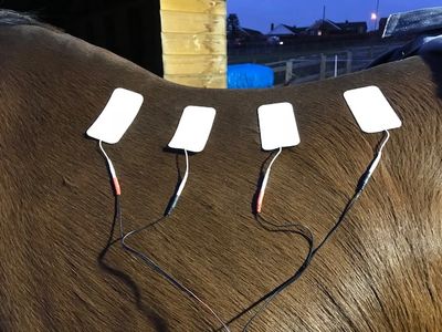 Vet Physio Yorkshire, Yorkshire Vet Physio, EquinePhysioYorkshire,EquineRehabYorkshire,