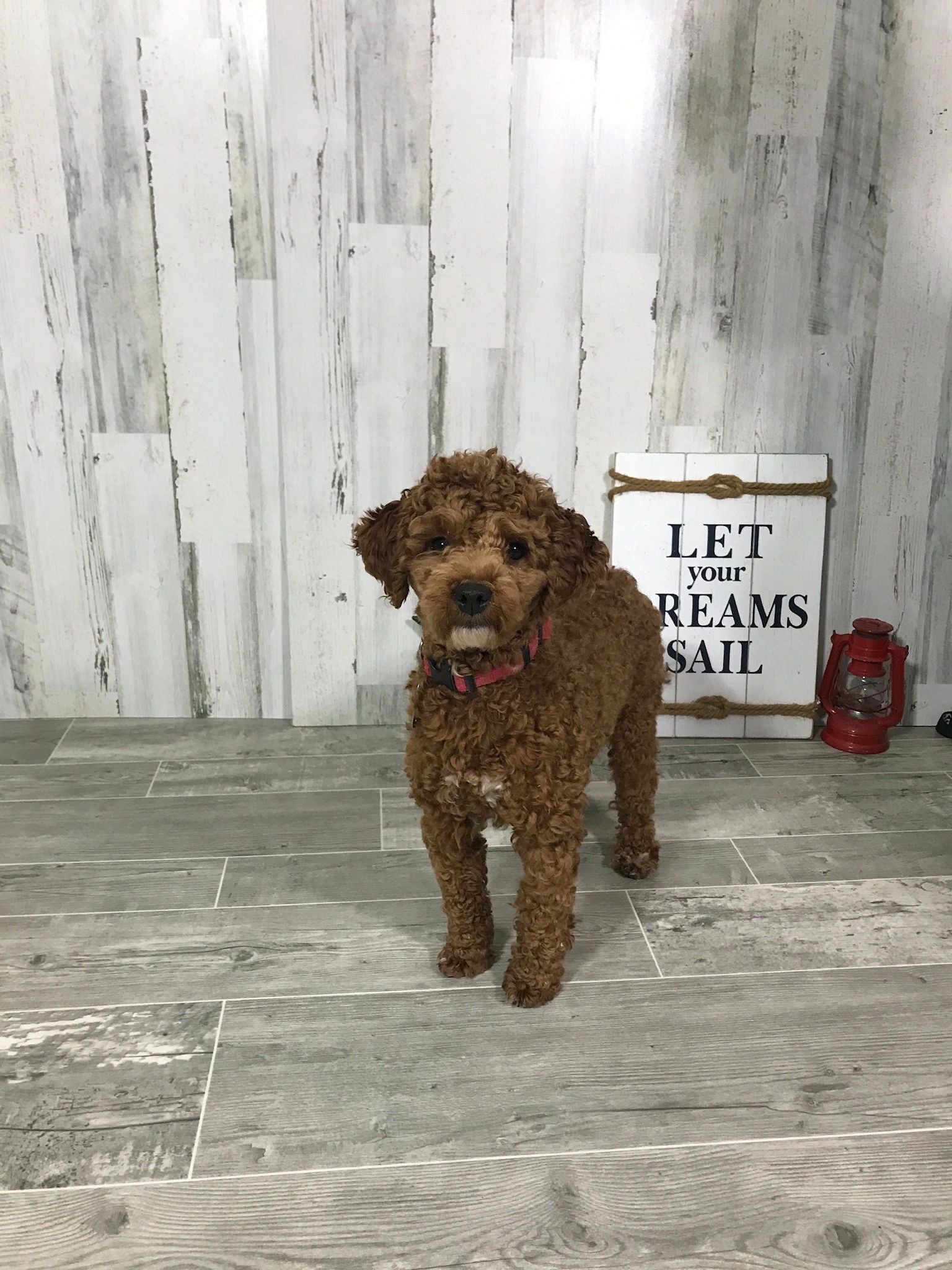 F1B Mini Goldendoodle puppies for sale