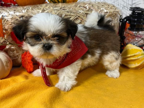 Shih Tzu puppy for sale