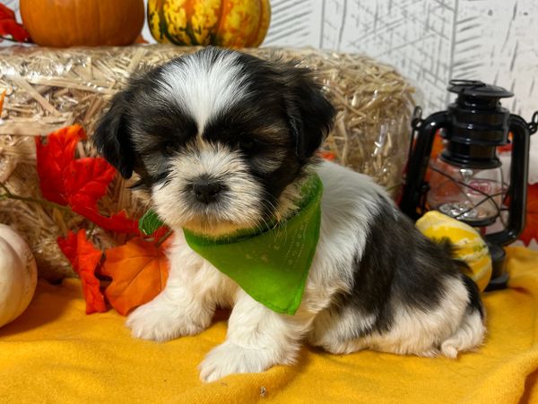 Shih Tzu puppy for sale
