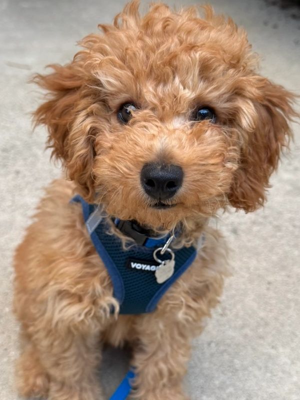 puppy enjoying their new home