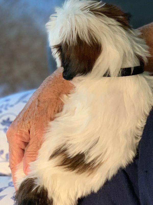 Shih Tzu puppy relaxed in their owners arms