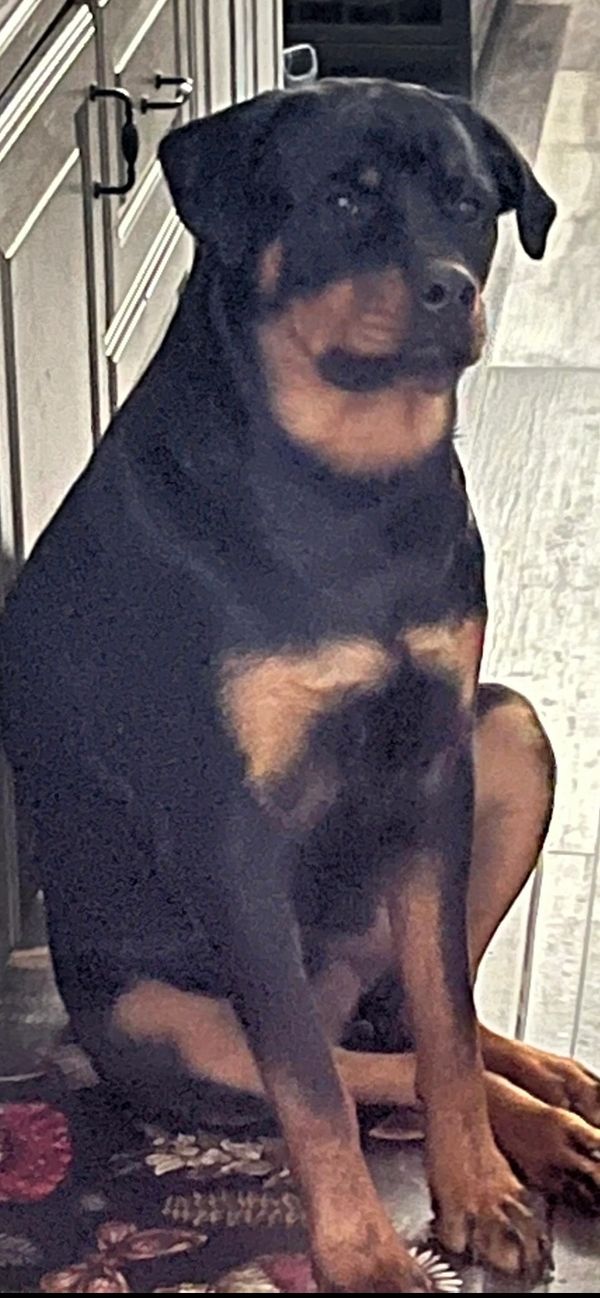 Rottweiler well trained & waiting to be fed