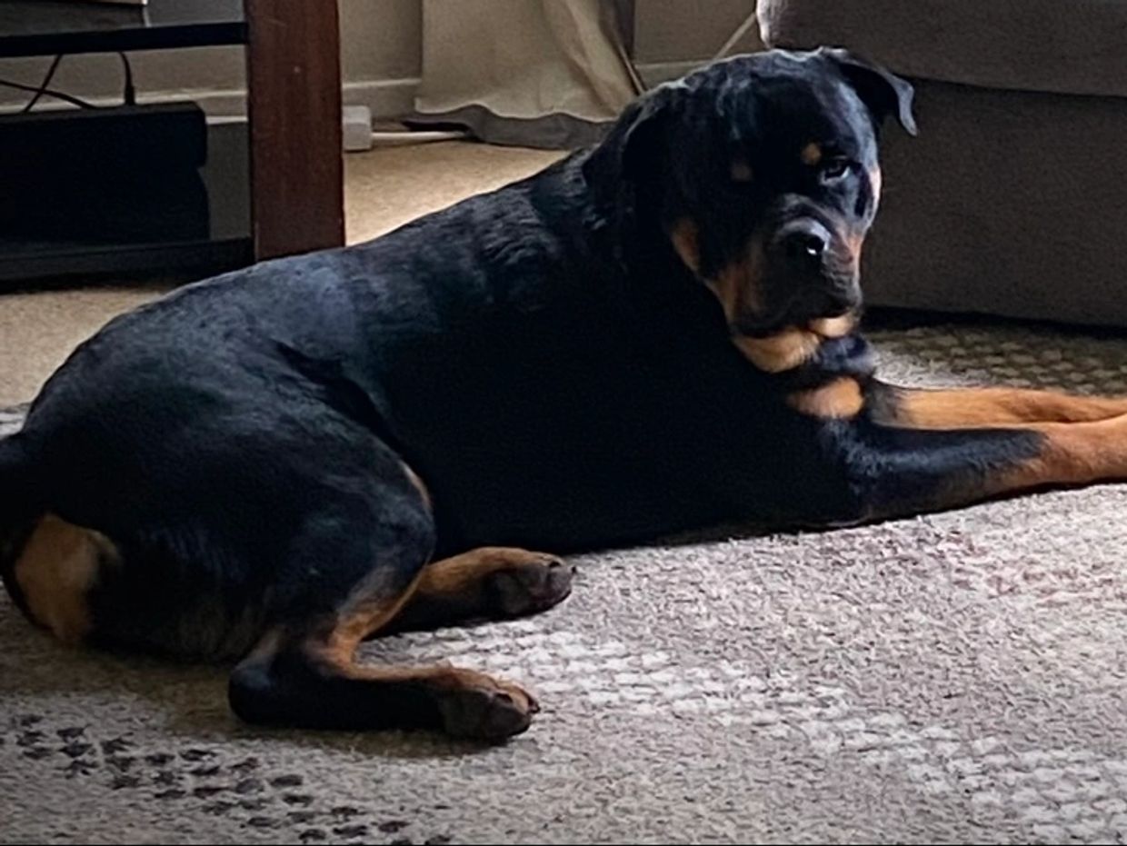 Rottweiler enjoying the comfort of their home