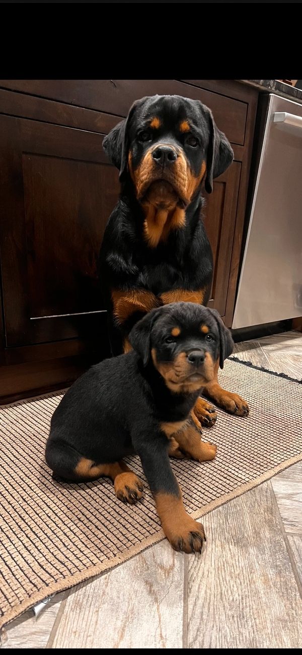 Happy customer purchased  2 of our Rottweiler puppies