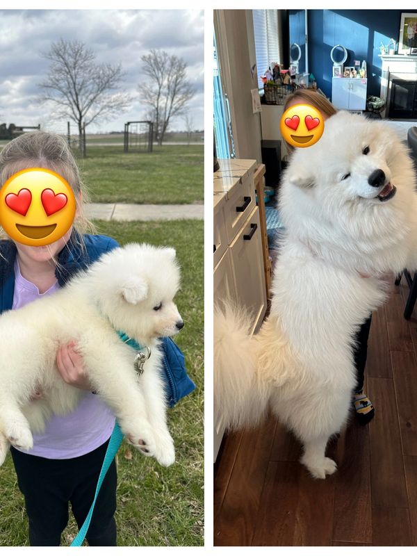 Samoyed puppy growing into an adult