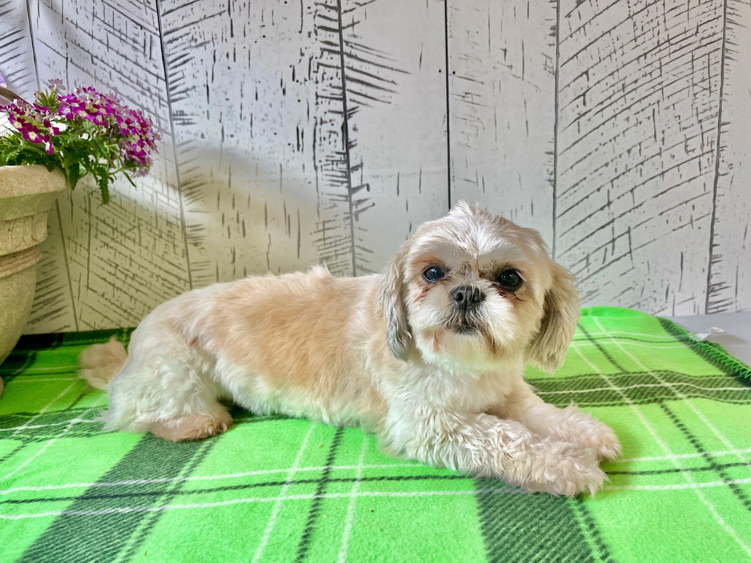 Mother to our upcoming litter of shih tzu puppies