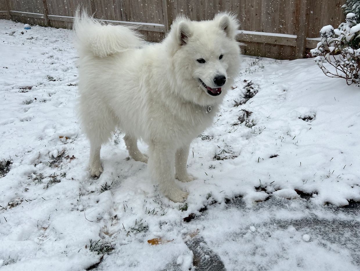 Samoyed puppy enjoying the snow