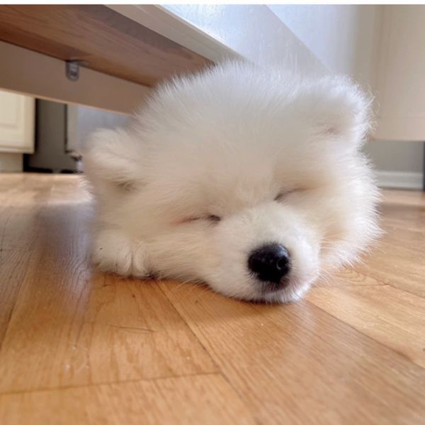 Samoyed puppies available 