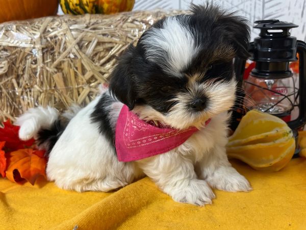 Shih Tzu puppy for sale