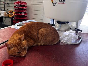 Rusty the cat sleeping with knapsack sprayer on counter