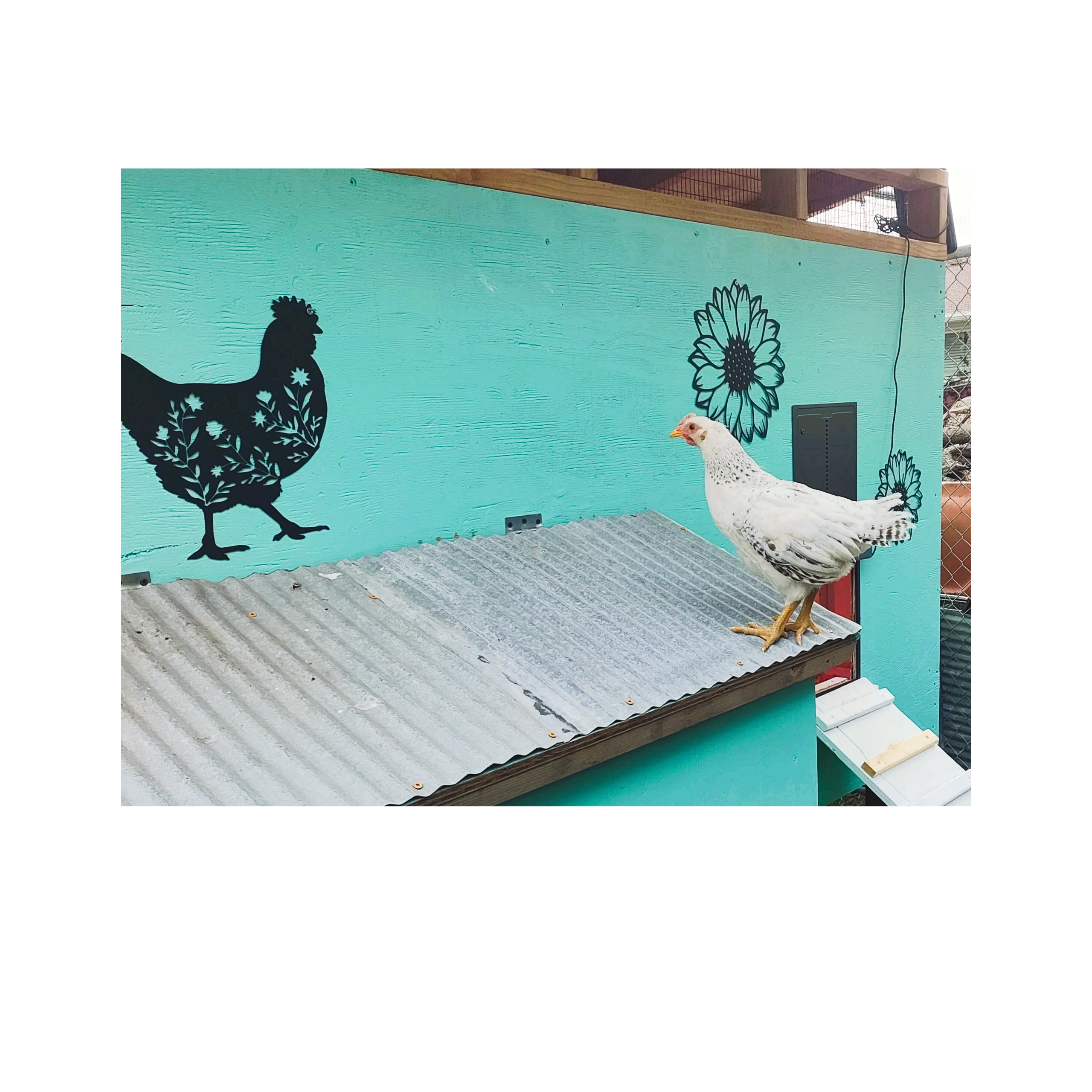 Indi our Delaware cockerel checking out the coop decor.