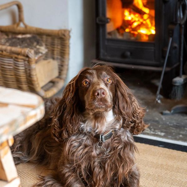 Brown long-haired dog lying near a fireplace inside a cozy room.