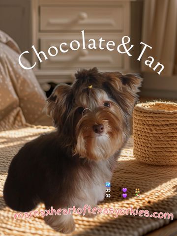 DOB 02/12/2025
5lbs
Chocolate and Tan Yorkie