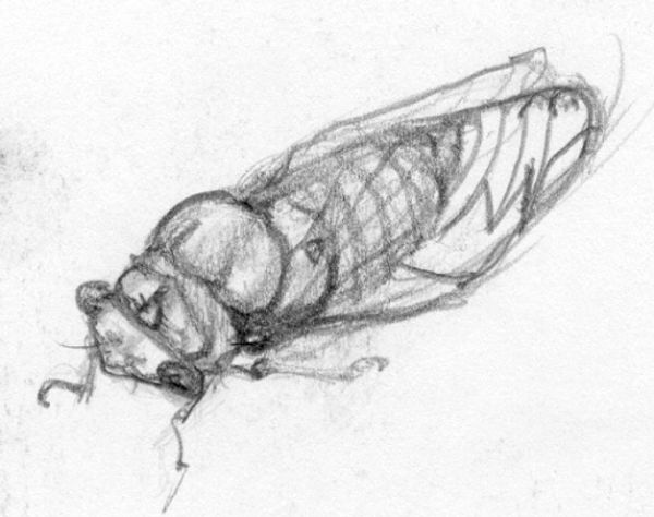 CICADA
1988
Image: 2 /12" H x 3 1/2" W
Pencil on paper