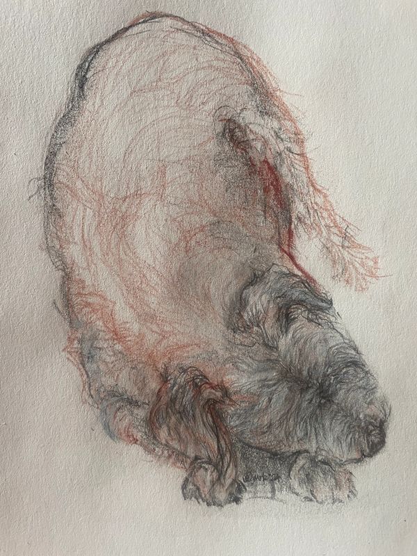 Sleeping Jack Russell - pencil & conte' crayon study 8.24
