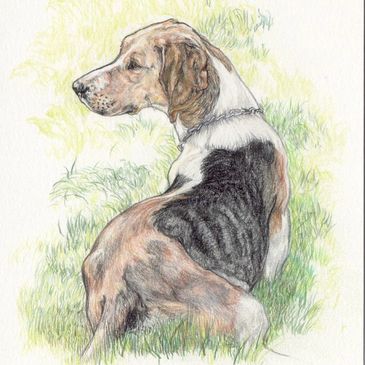 Animal Pet Portrait Dog Color
