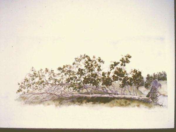 TACTILE ROOTS (In Progress)
1985
Image: 8" H x 20" L
Watercolor, pencil on paper