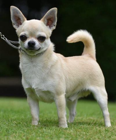 Sire: Jorazan Apollo Creed
Dam: Diamonchi Ushuaia Star Girl