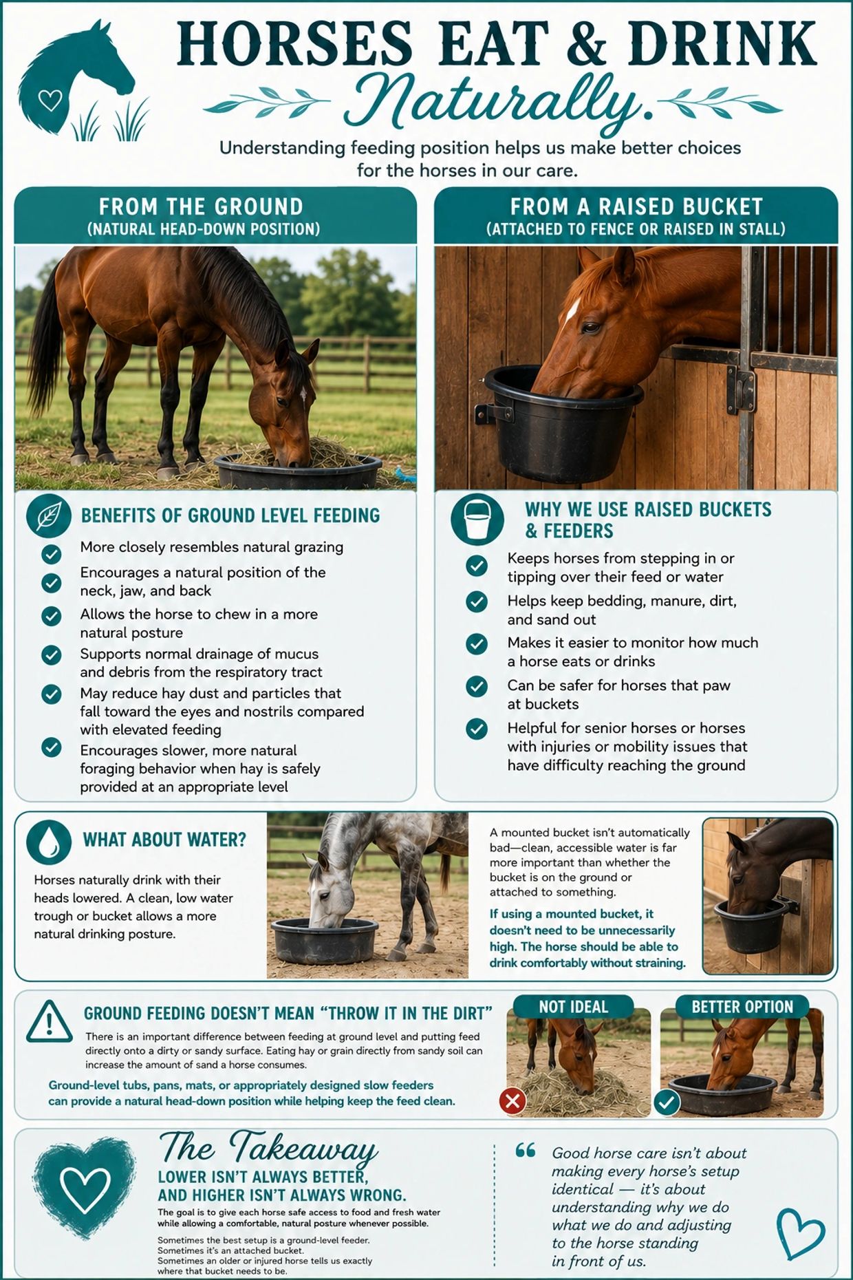 Infographic comparing horse feeding from ground and raised buckets.