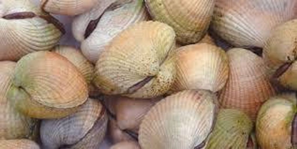 Come explore the healthy St Joseph Bay. Enjoy a day in the water looking for seashells, horseshoe cr