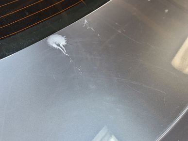 White bird droppings on a car's silver surface near the rear window.