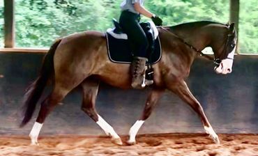 Adult Horseback Riding Lessons - Beginner through advanced  Cleveland NC