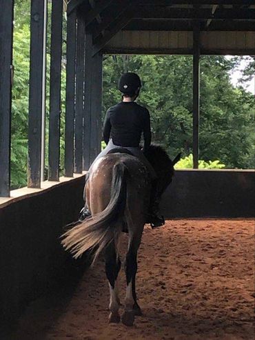 Horses for sale- Horses for lease - Horsebaxk riding lessons Folklore Farm NC