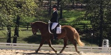 Dressage Lessons on safe well schooled horses.  Dressage horse for lease