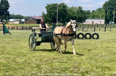 Horse Driving lessons in front field with safe well schooled driving horse Cleveland NC
