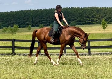 Horseback Riding Lessons and Horse Leasing Cleveland NC - Rowan County