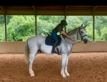 Horses for lease - covered arena - 2 acre jump field- full sized grass dressage arena- round pen NC