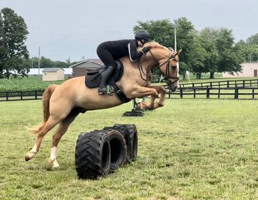 Toad jumping in front grass jump field, jumping lessons Mooresville area NC