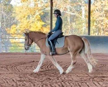 Large Ponies for lease NC